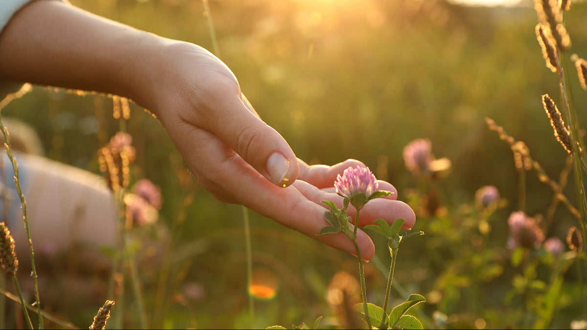 Hand holding a flower in a field with a warm, golden light