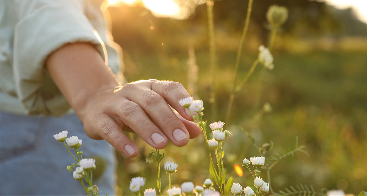 Woman in jeans and a shirt walking in a field as her hand gently touches white flowers in a blurred golden light background. 